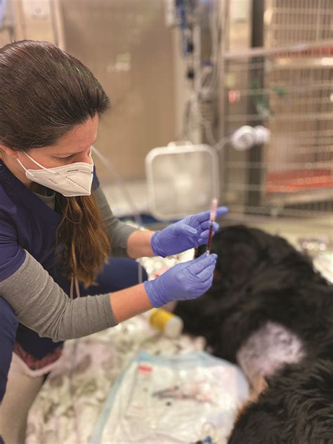 veterinarian nurse reading blood gases